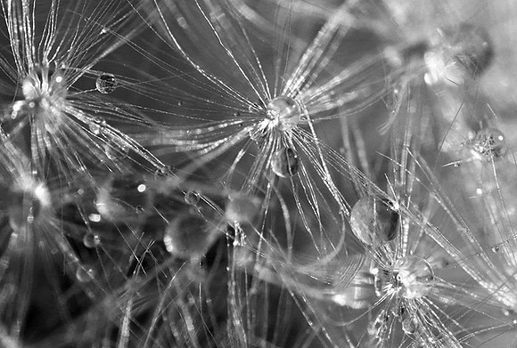 Waterdrops in dandelion