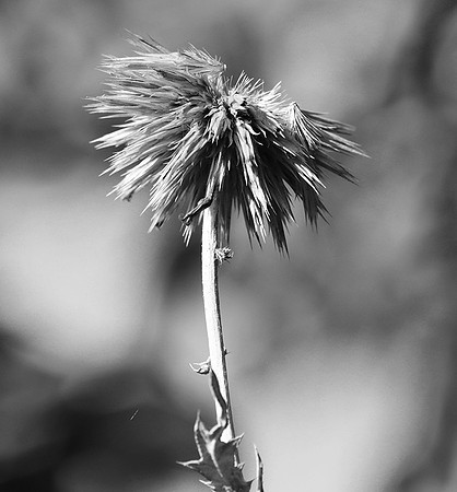 Wilted flowers