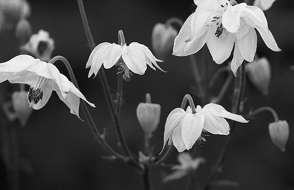 Aquilegia