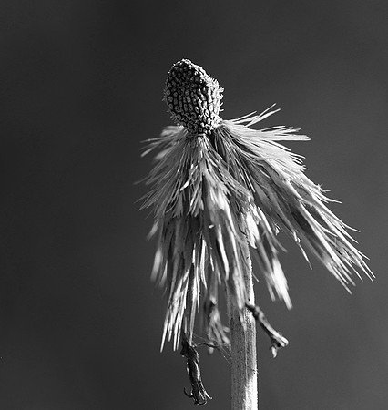 Wilted flowers