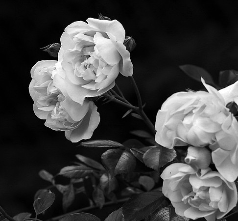 Rose "City of York"