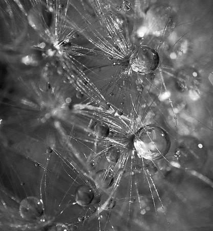 Waterdrops in dandelion