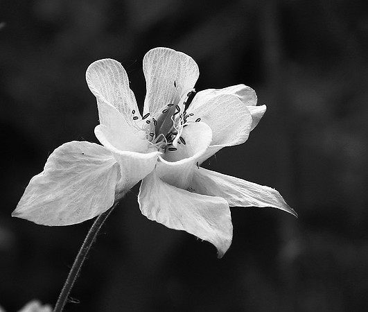 Aquilegia