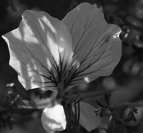 Pelargonium - namaqualand - South Africa