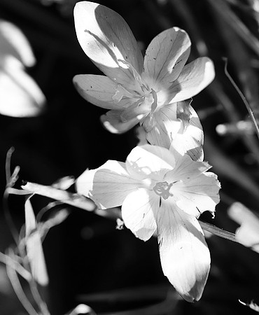 Crocus - France