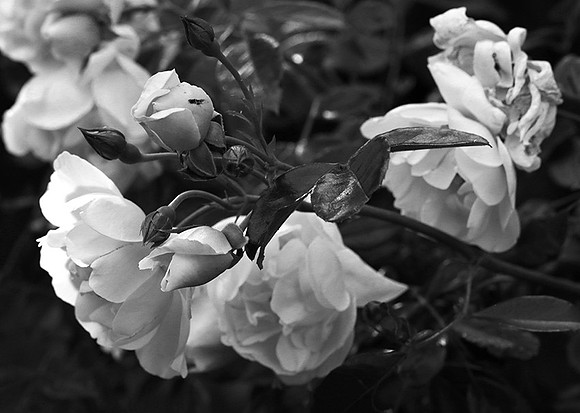 Rose "City of York"