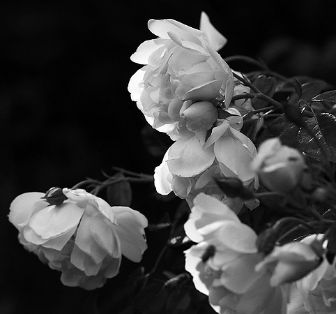 Rose "City of York"