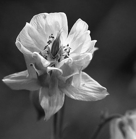 Aquilegia