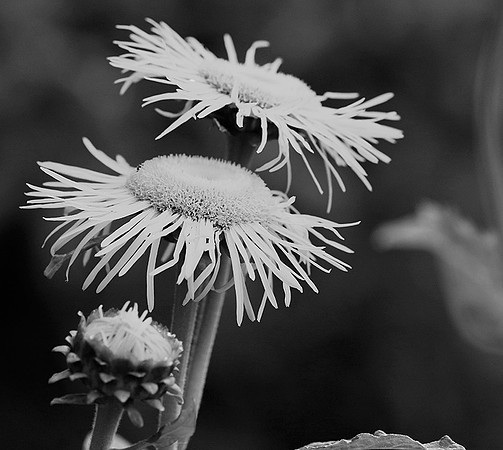 Inula