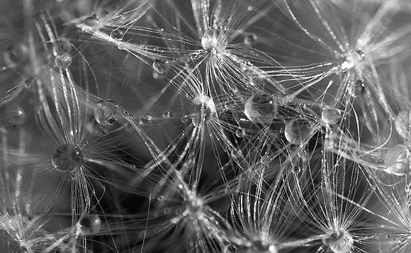 Waterdrops in dandelion