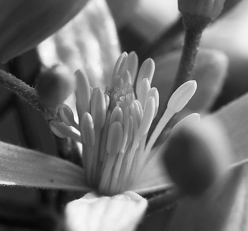 Clematis