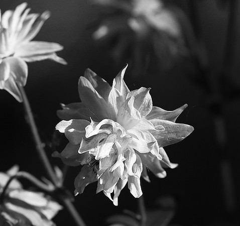 Aquilegia
