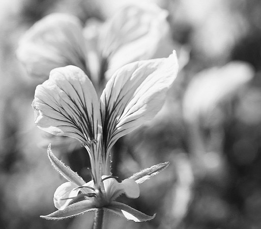 Pelargonium - namaqualand - South Africa