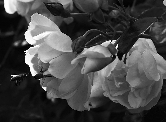 Rose "City of York"
