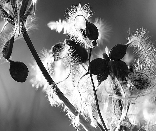 Wilted flowers