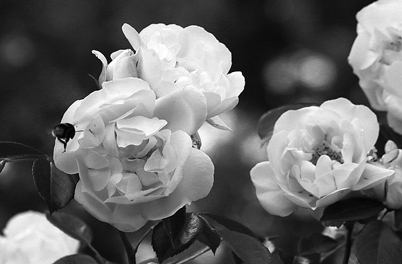 Rose "City of York"