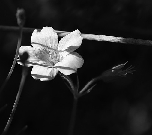 Geranium
