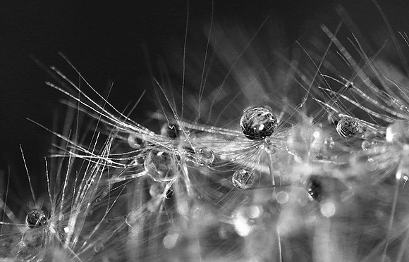 Waterdrops in dandelion