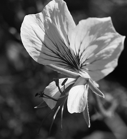 Pelargonium - namaqualand - South Africa