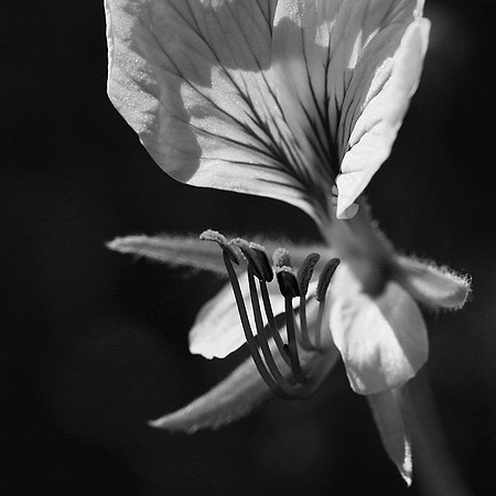 Pelargonium - namaqualand - South Africa