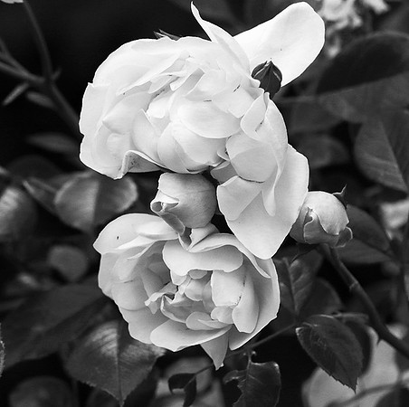 Rose "City of York"