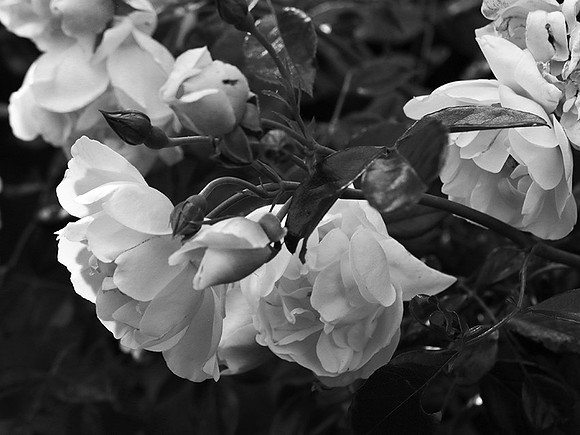 Rose "City of York"