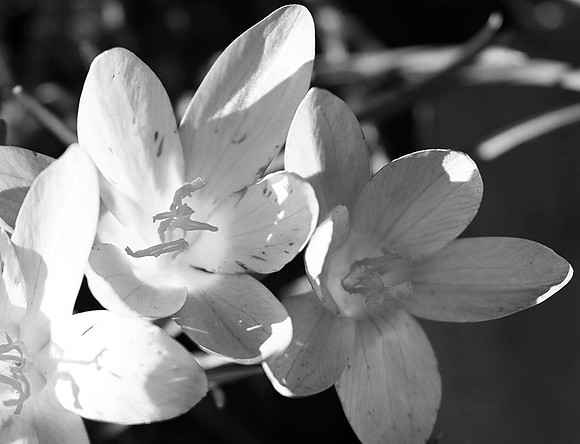 Crocus - France