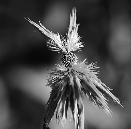 Wilted flowers