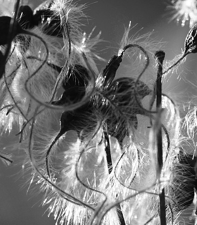 Wilted flowers
