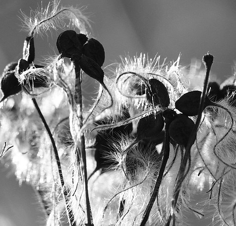 Wilted flowers