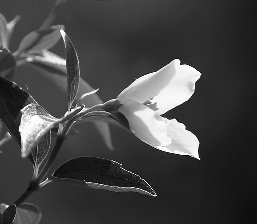 Philadelphus