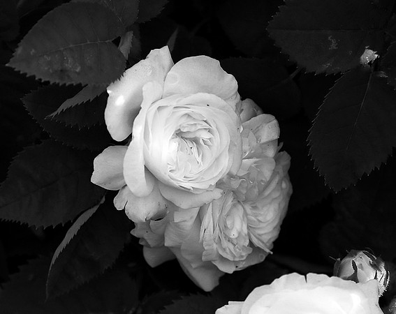 Roses