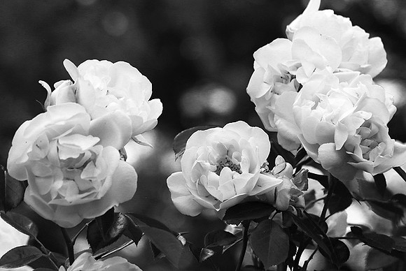 Rose "City of York"
