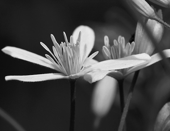 Clematis