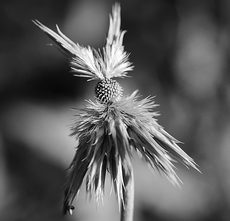 Wilted flowers