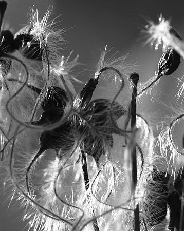 Wilted flowers