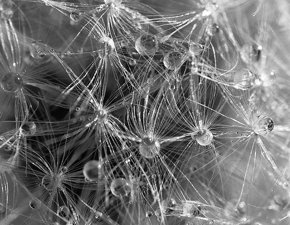 Waterdrops in dandelion
