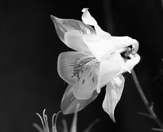 Aquilegia