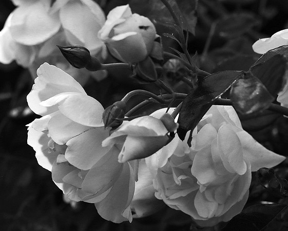Rose "City of York"