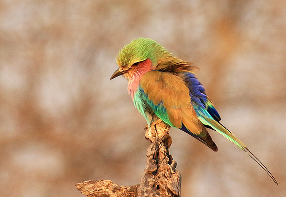 Lilac-breasted roller - Malilangwe