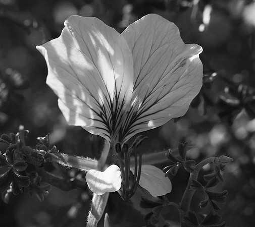 Pelargonium - namaqualand - South Africa