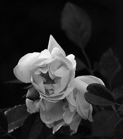 Rose "City of York"