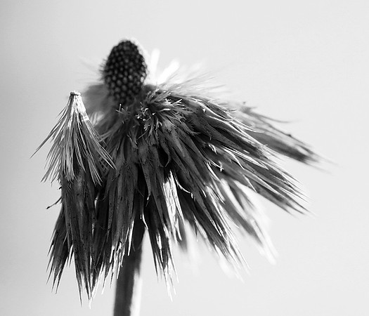 Wilted flowers