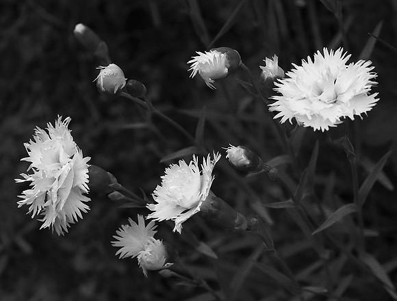 Sweet William (oeillet)