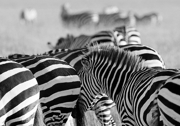 Tanzania - Ngorongoro : zebras