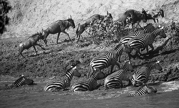 Masaï Mara - crossing the river