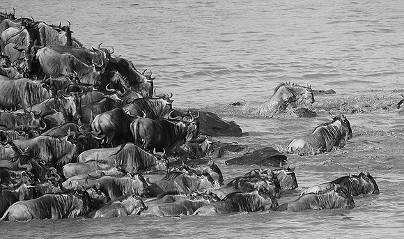 Masaï Mara - crossing the river