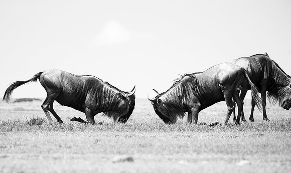 Wildebeest (gnou) - Masaï Mara