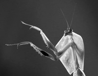 Praying mantis