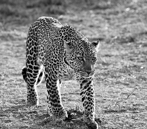 Leopard - Masaï Mara